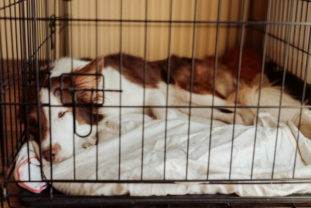 prześliczny pies zasypiający błogo w klatce kenelowej