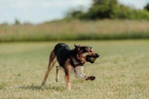 biegnący pies z piłką w mordzie, szczęśliwy i wolny niczym orł