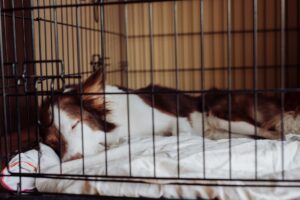 pies śpiący w klatce kennelowej