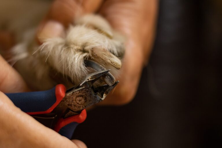 Obcinanie pazurów u psa, czyli psi manicure i pedicure